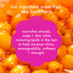 super-sized signature set normcore nourishing shampoo + conditioner + the wizard silicone-free detangling primer (silicone free wizard)